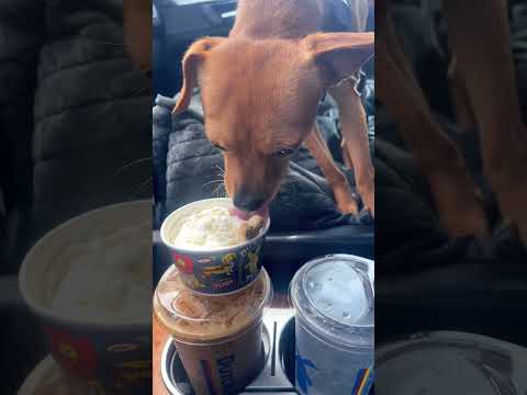 DUTCH BROS  PUP CUP❤️😋#puppy#pupcup