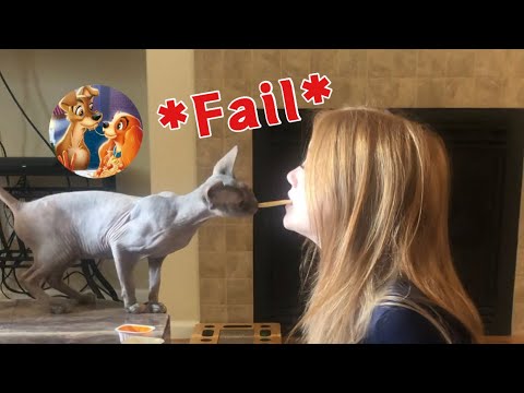 ASMR - Unplanned *Failed* Lady & The Tramp Spaghetti Scene Redo - Ft. My RUDE Bald Sphynx Cat Gwen
