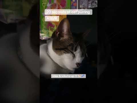 VOLUME UP! cat purring ASMR - more to come tomorrow night!!😸💤 #asmr #cat #relaxing #tingles #sleep