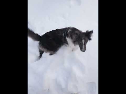 Укусил за ногу 😭😭😭