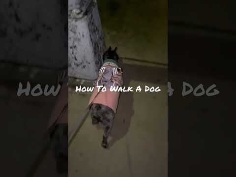 How To Walk A Dog