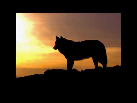 A werewolve introduces you into his pack, after you got bitten/furry asmr