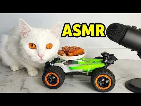 [ASMR MUKBANG] Cute Cat Eating Wet Food