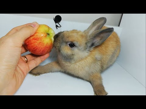 Rabbit Eating Apple ASMR