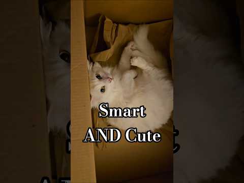 Look at my smart kitty Rufus! #cat #cats #catvideos #smartcat #trainedcats #cutecat