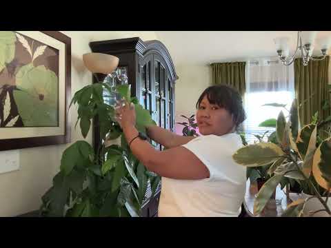 ASMR | Whispering While Dusting Wiping My Indoor Plants 😁 Water Spray Sound  💦 Plants Tingles 😂