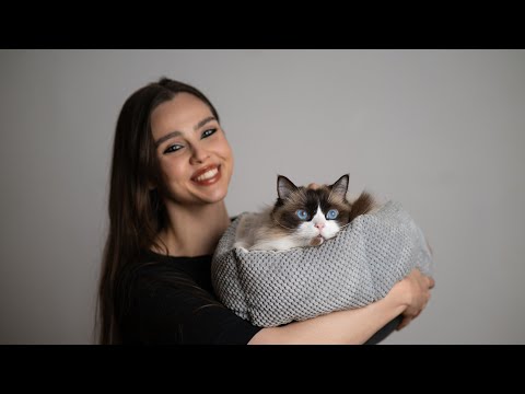 Meet Ramen! 🐱 Purring, Brushing, Rubbing ASMR