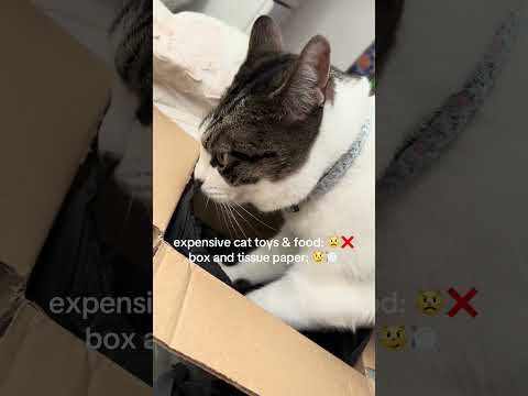cat eating box (real) - more of taz on my channel !! #crunchy #cat #shorts #asmr #catshorts #fyp