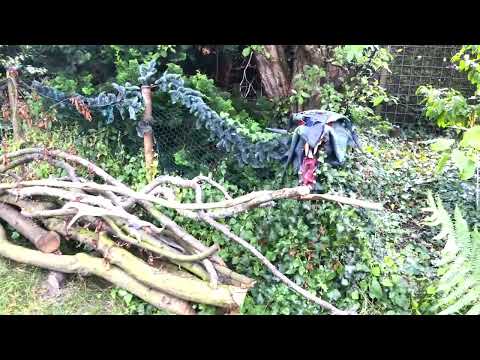 RAIN !!!  ☔   HAPPY BIRDS 🦜🕊🐦  HAPPY GARDEN 🌳 🍀 🎧  [[ASMR]]