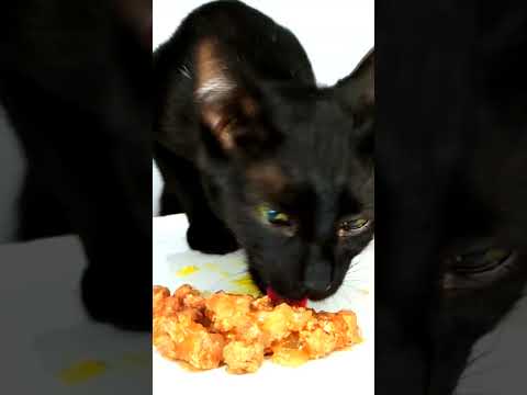 ASMR Mukbang Cat Eating Food & Yolk 🐣