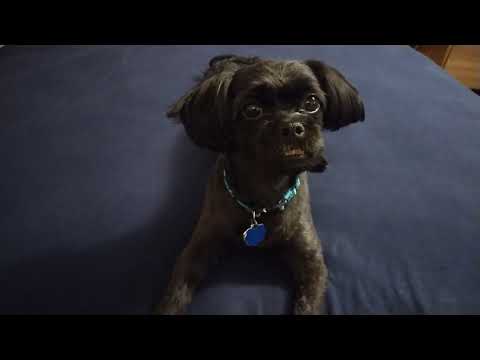 CUTE DOG SPEAK ENGLISH:Igorota Life in America 🇺🇸 Denver Colorado