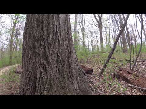 ASMR Hiking Binaural Secluded Crunchy Path with Early Spring Foliage