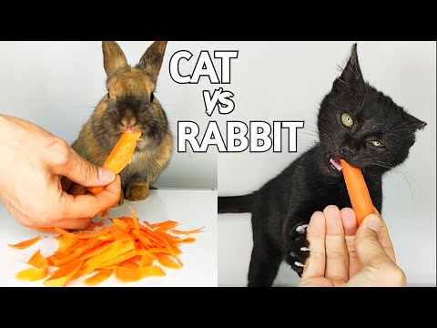 CAT vs RABBIT Eating Carrot ASMR