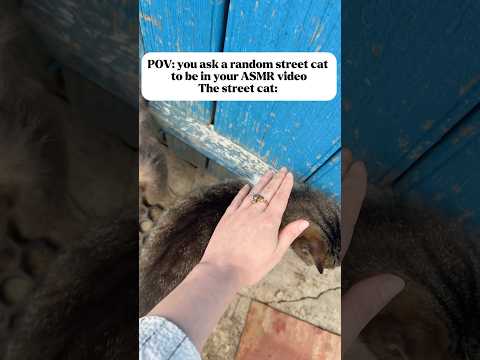 POV: you want to make an ASMR video with your cat🤦‍♀️ Fluffy mic