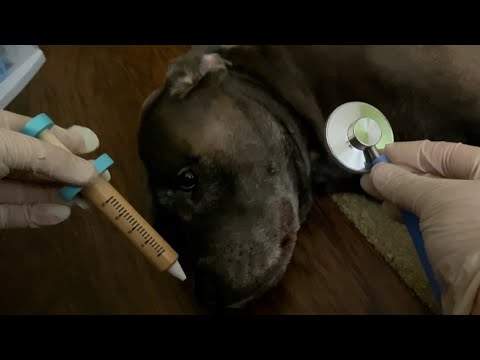 ASMR Fast Cranial Nerve Exam (but it's on my dog)