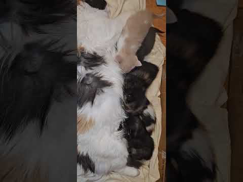 Momma and the babies