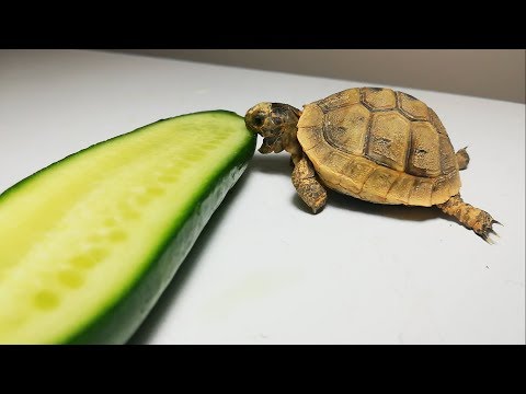 Cute Baby Turtle Tortoise Eating Cucumber ASMR