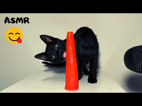 Kitten Eating Boiled Carrot ASMR