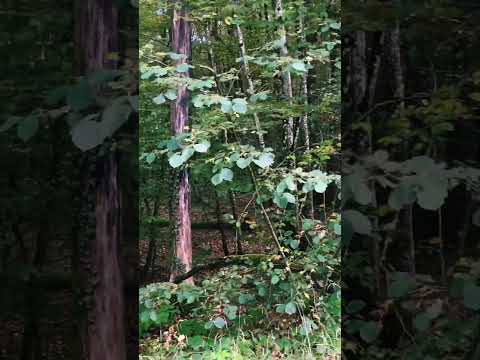 ASMR Forest Bathing🦶🌲🌿 #forest #gravel