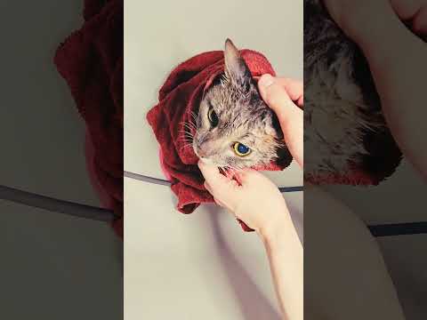 ASMR АСМР для котика
