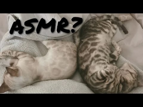 trying to film but my cats say no // ASMR ✨ bloopers