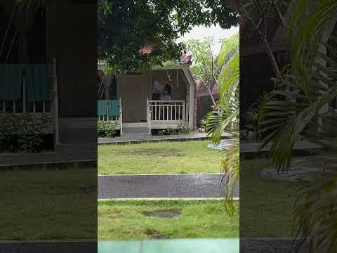 Bali Rainy Days ASMR 💙