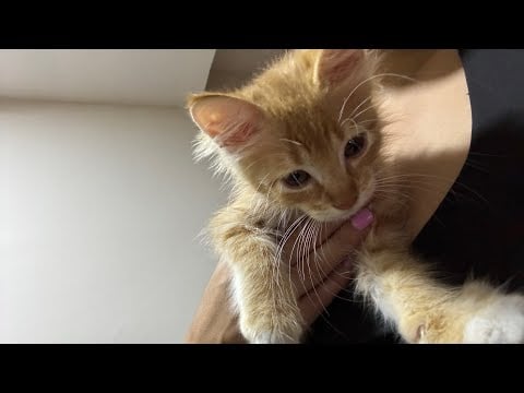 ASMR | Con mis gatitos🐾❤️