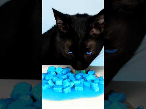 Asmr Mukbang Cat Eating Cyan 💙