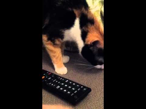 Phones and a bit of cat!