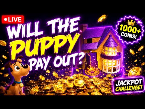Live ASMR Piggy Bank Dog House | Relax sleep Sounds #shorts #asmr #trending #shortsfeed #live