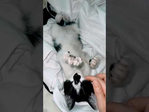 KITTEN AIR BISCUITS 🤍🥺 #adoptdontshop  #kitten