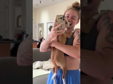 Dog tails reveal a lot