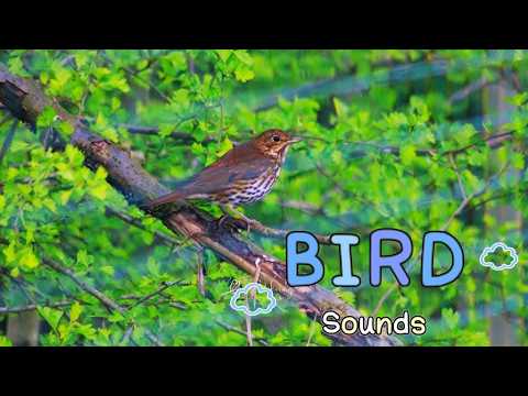 ASMR FOR CATS - GARDEN BIRD SOUNDS FOR RELAXATION [No Talking] 🐦‍⬛🌳