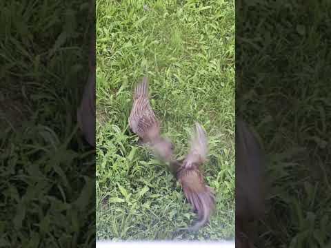 Pheasants disagreeing in my front garden #animals #birds #wildlife