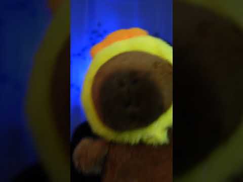 ASMR  BANHO DE CAPIVARA