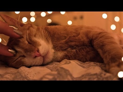 ASMR X marks the spot… on my cat