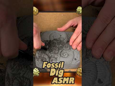 Relaxing Fossil Dig | #asmr #discovery