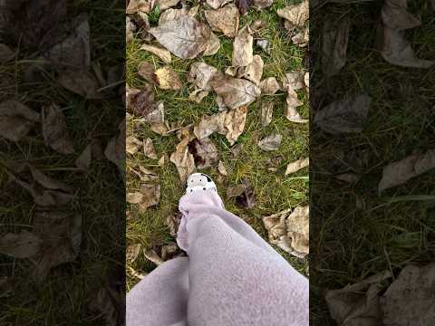 Walking on leaves ASMR 🍂