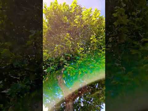 Bon 24 juillet les amis(es) avec le son des cigales de mon jardin 🌞
