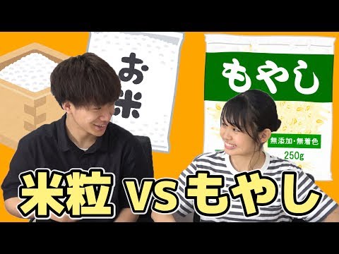 【こちゃにカップル】もやし1本ずつ300本 VS 米1粒ずつ100粒！！