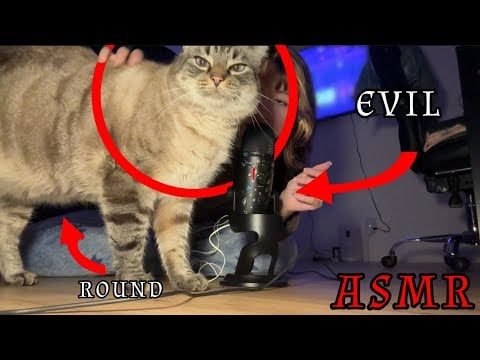 ASMR With My EVIL Round Cat