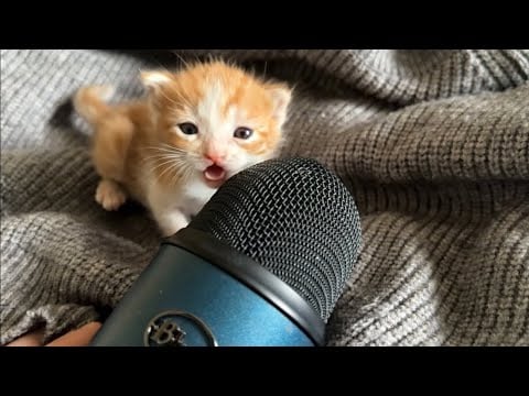 What Happens When Kittens Hear Sounds for the First Time