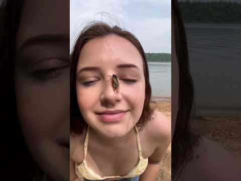 I ❤️ Cicadas