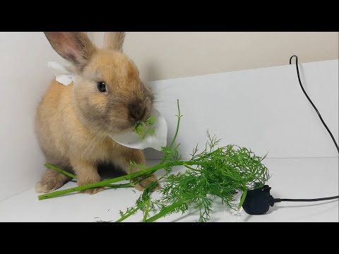 Rabbit Eating Dill ASMR