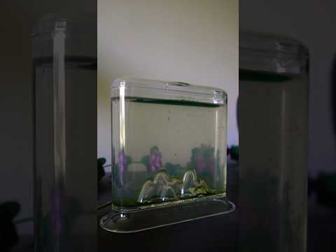 SEA MONKEY UPDATE… named em all Junior 😎