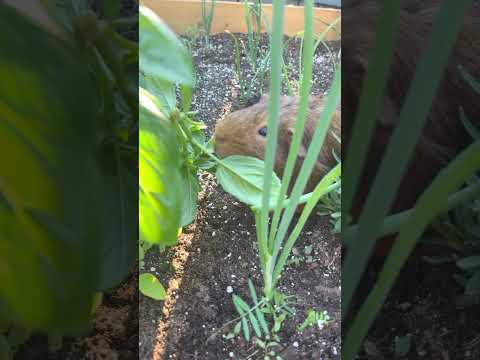 Cutest Guinea Pig Eating In Garden Relaxing Sounds #nature