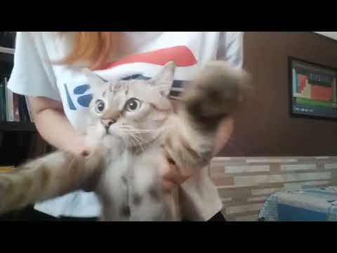 hands movements with my cat