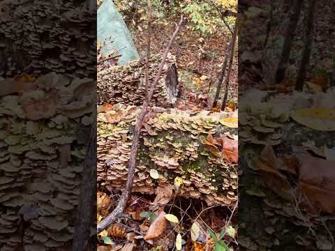 Autumn in East Tennessee #nature #forest #colorfulleaves #fallleaves #autumnwalk #autumnlandscape