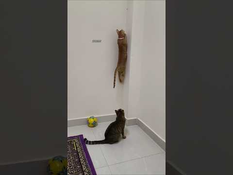 Lora Simba trying to catch the Insect 🐝😂#shorts #cat #kitten #funnycats #kitty