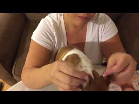 ASMR Massage - A Tingle Inducing Dog Massage (Meet My Estrella)